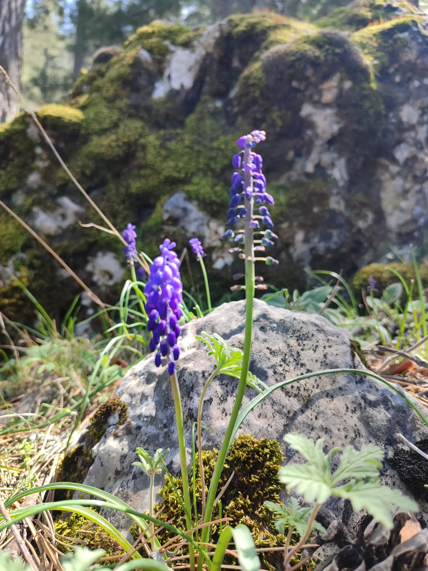 Keşif Yolcuları kamp macerası